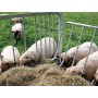 Voerruif zonder dak van Patura voor schapen, 373514