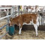 Verwarmde vlotter drinkbak mod 43a geschikt voor koeien