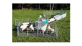 Behandelingsinstallatie voor schapen